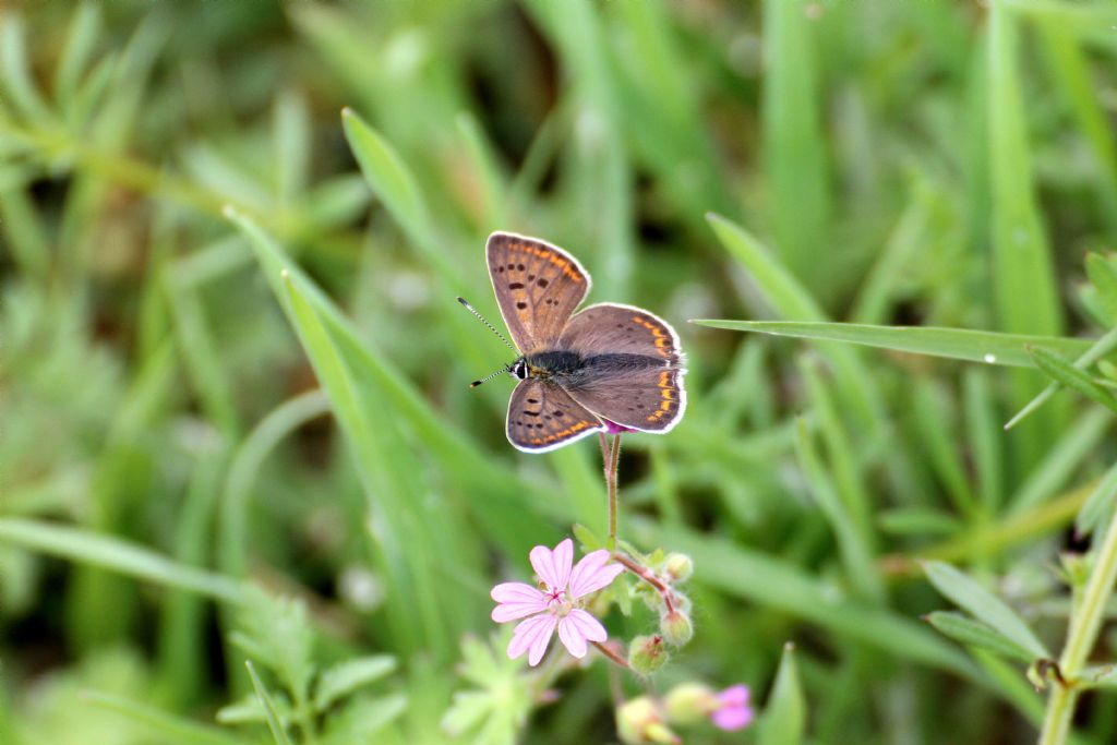 Lycaena tityrus maschio